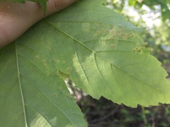 Aceria cephalonea
