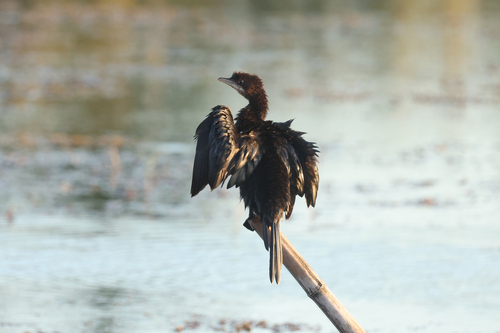 Pygmy Cormorant