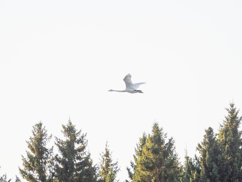 Whooper Swan