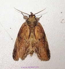 Iscadia purpurascens