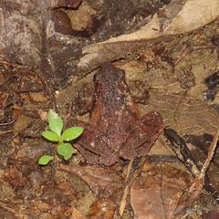 Microhyla berdmorei