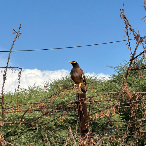 Common Myna