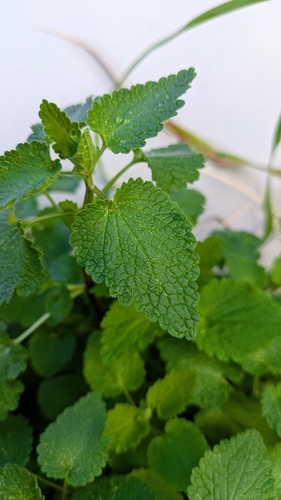 Black horehound