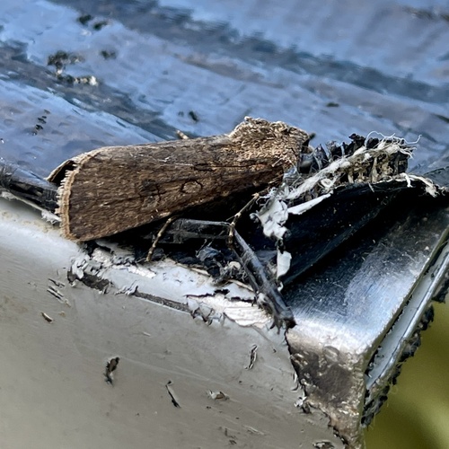 Turnip Moth