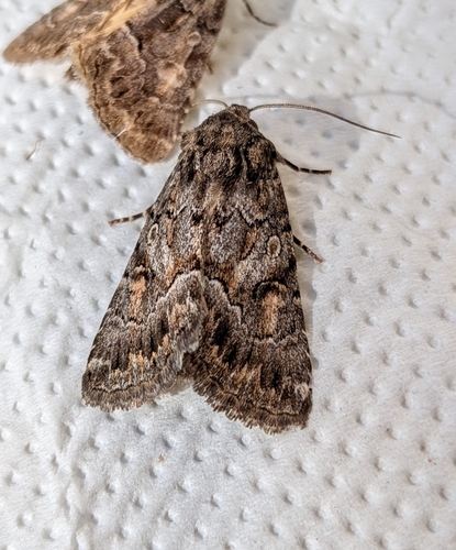 Straw Underwing