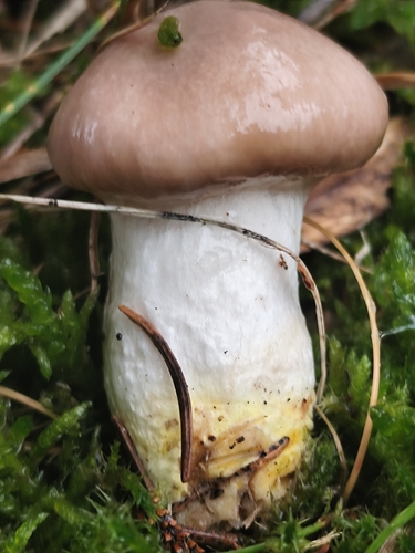Slimy Spike