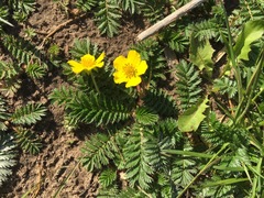 Argentina anserina