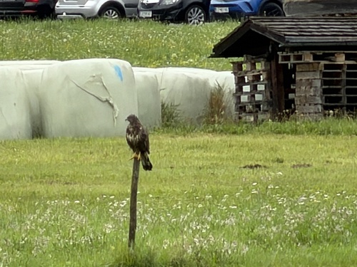Common Buzzard