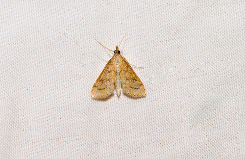 Celery Leaftier Moth