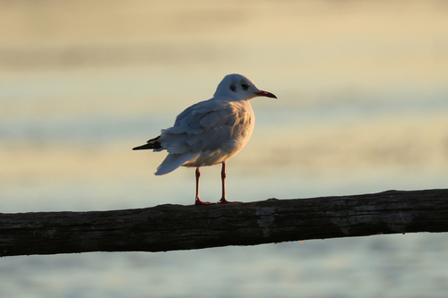 Black-headed Gull