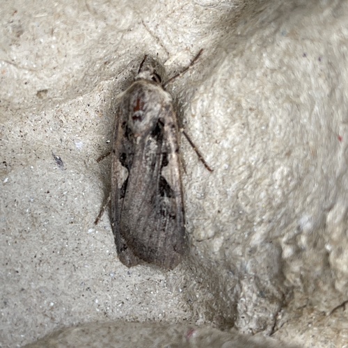 Setaceous Hebrew Character