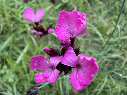 Carthusian Pink
