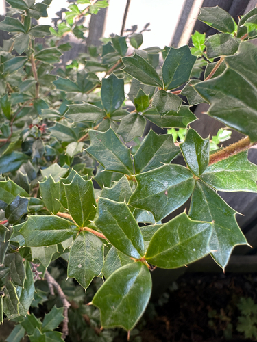 Darwin's Barberry