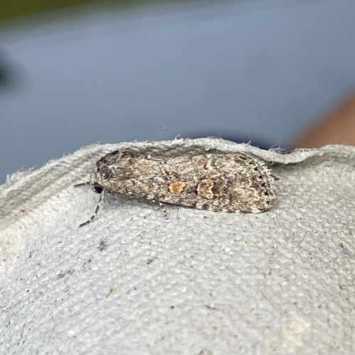 Beet Armyworm Moth