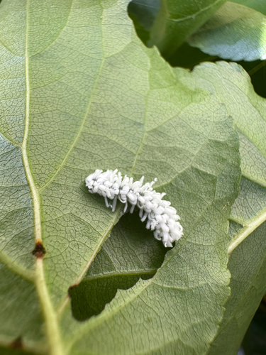 Alder Sawfly