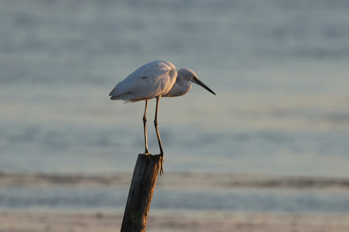 Little Egret