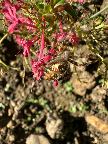 Cross Orbweaver