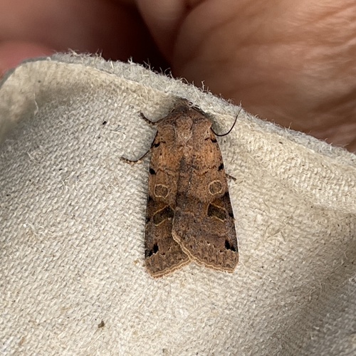 Brown-spot Pinion