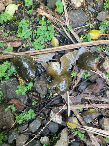 Paryphanta busbyi observed 2026-09-17