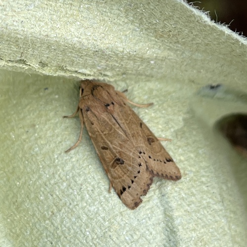 Lunar Underwing