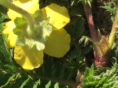 Argentina anserina