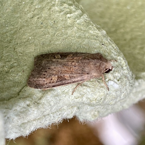 Square-spot Rustic
