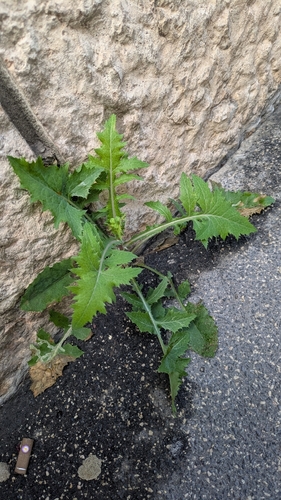 slender sowthistle