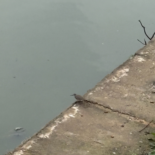 Common Sandpiper
