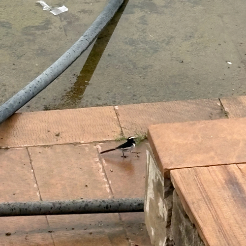 White-browed Wagtail