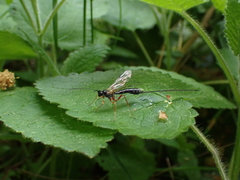 Rhyssella approximator