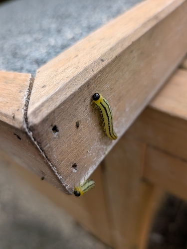 Lesser Willow Sawfly