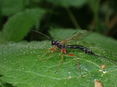 Rhyssella approximator