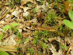 Galium uniflorum