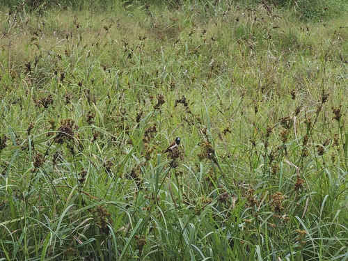 Tricolored Munia
