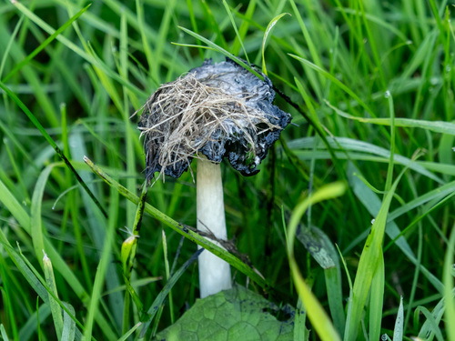 Shaggy Mane