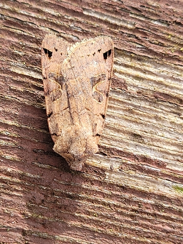 Brown-spot Pinion