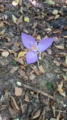 Byzantine Crocus