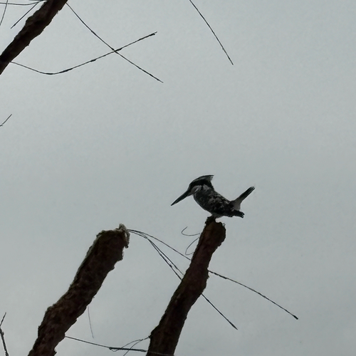 Pied Kingfisher