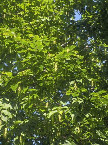 Sawa hornbeam
