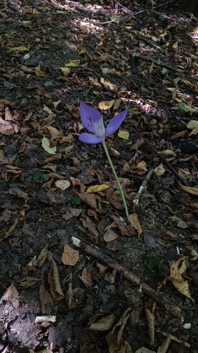 Crocus banaticus, photograph 5
