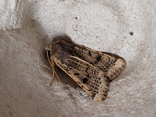 Lunar Underwing