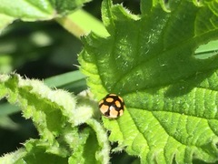 Adalia decempunctata