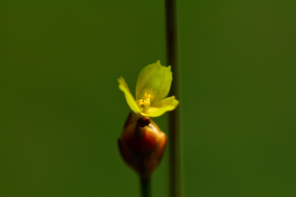 Xyris formosana