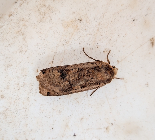 Large Yellow Underwing