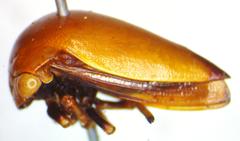 Stictopelta
