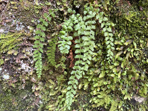 green spleenwort