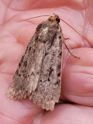Eurasian Copper Underwing Complex