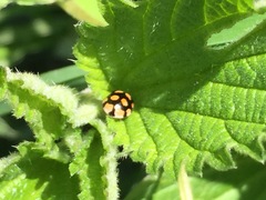 Adalia decempunctata