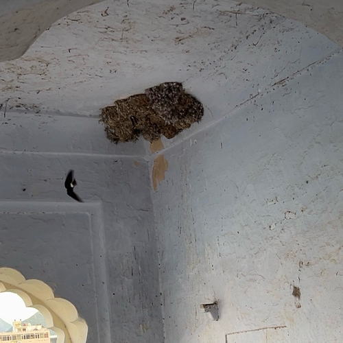 Little Swift