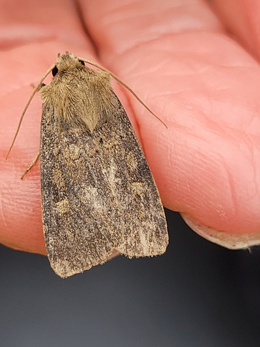 Square-spot Rustic